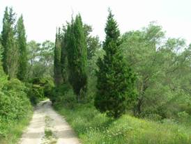 Green road on Corfu